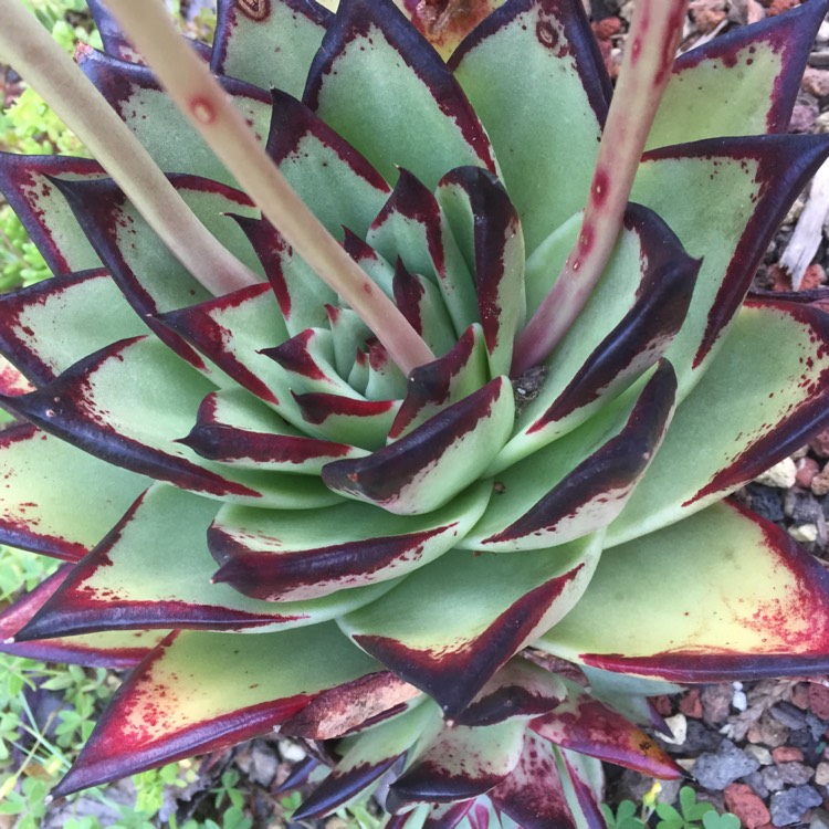 plant image 1054313