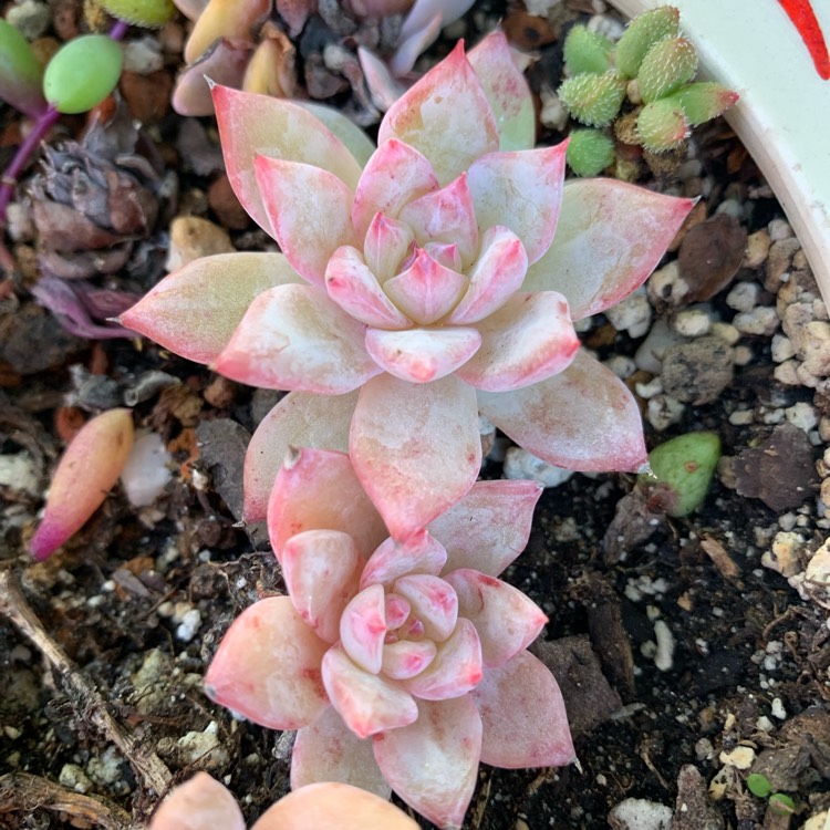 Plant image Echeveria Blue Bird