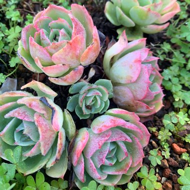 Echeveria Secunda