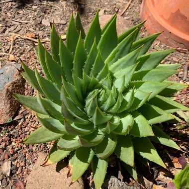Aloe Polyphylla