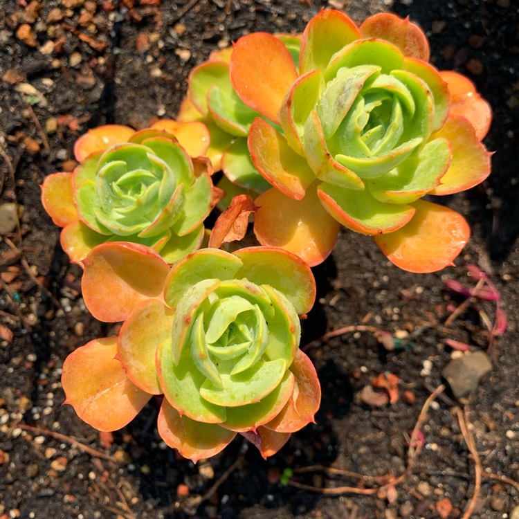 Plant image Echeveria Love's Light