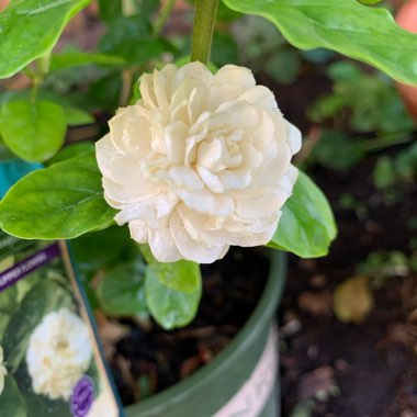 Jasminum sambac