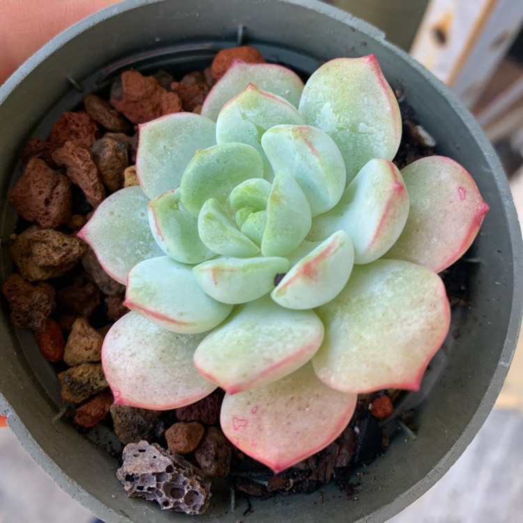 Plant image xSedeveria Pudgy