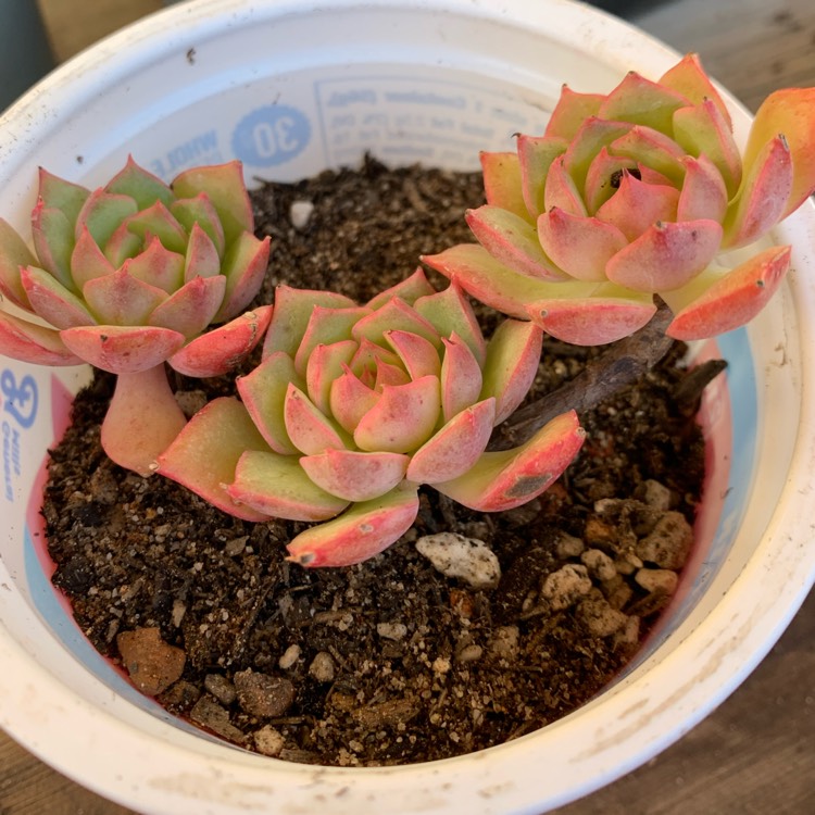 Plant image Echeveria Ramillete