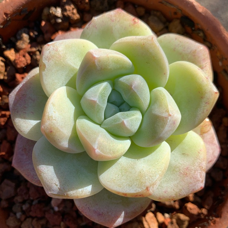 plant image 1439995
