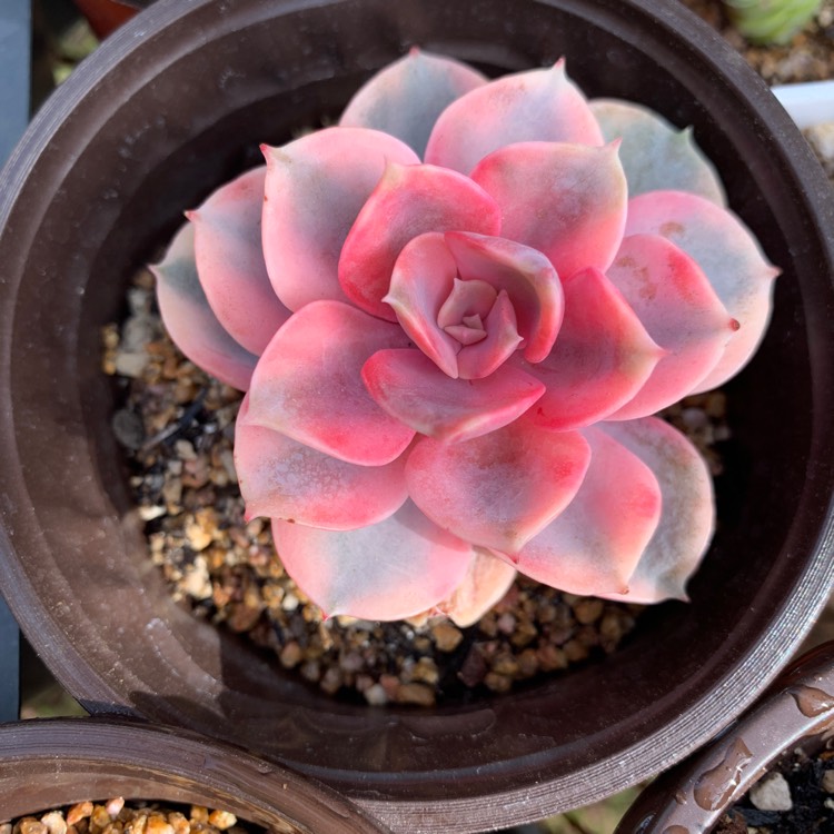 Plant image Echeveria Rainbow