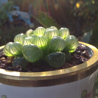 Haworthia Cooperi