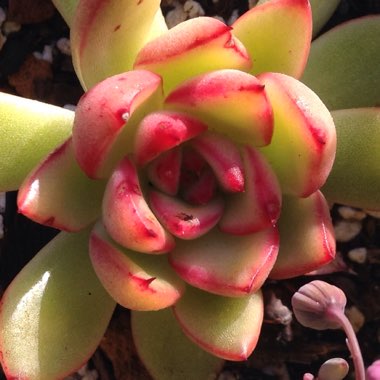 Echeveria Cimette