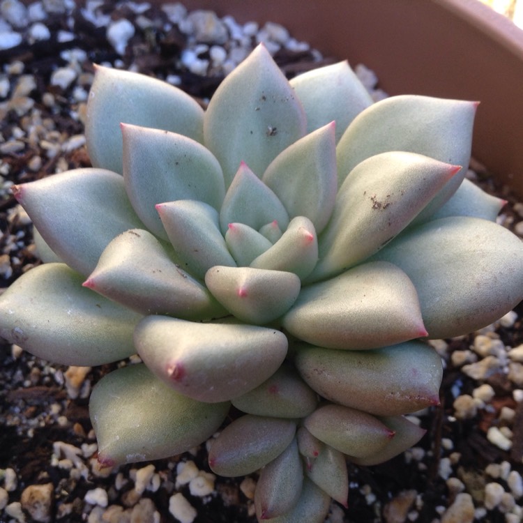 plant image 590579