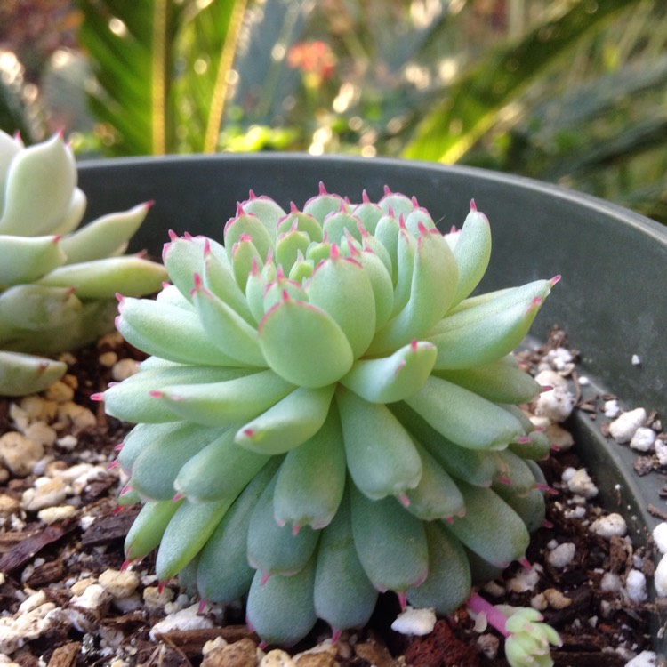 plant image 590870