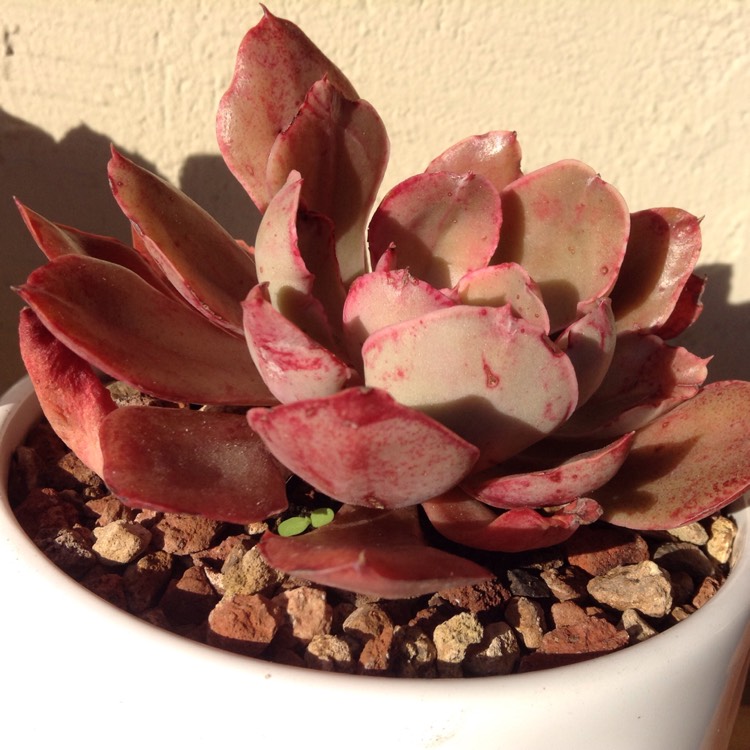 plant image 596865