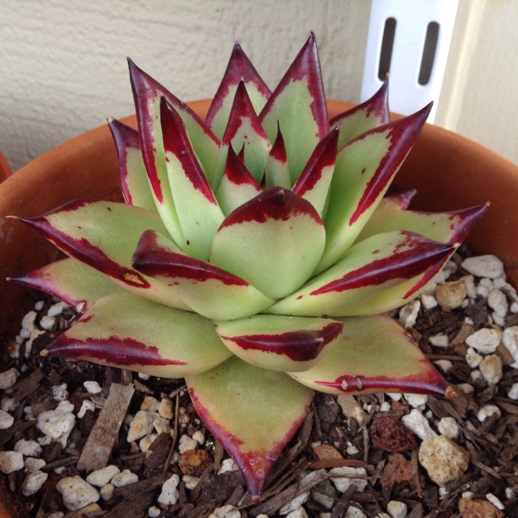 plant image 599213