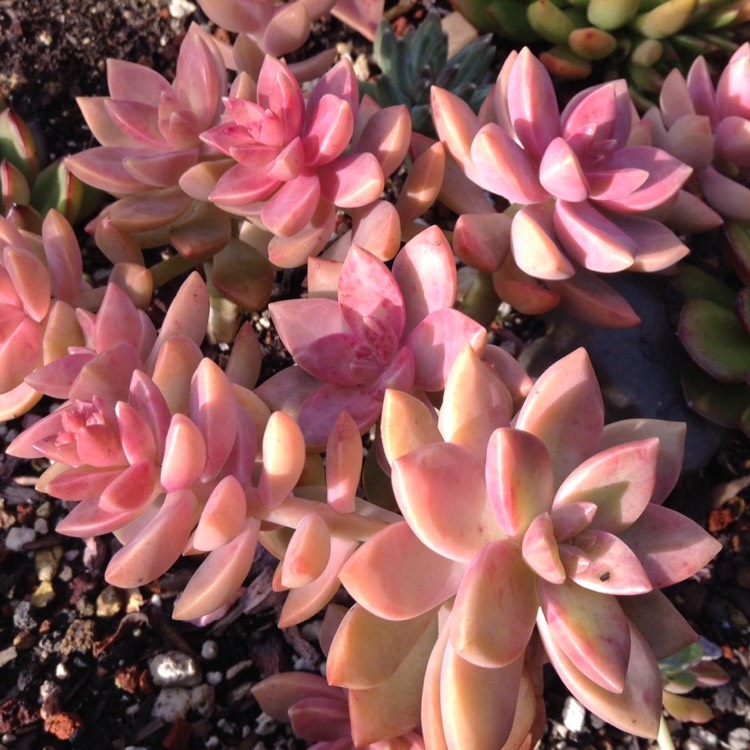 plant image 606868