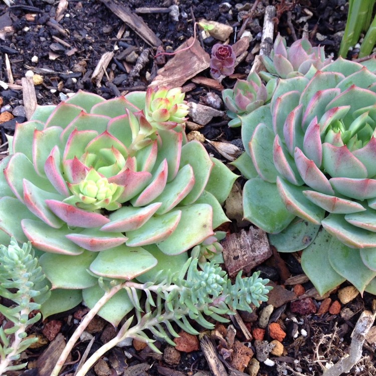 Plant image Echeveria Ramillete