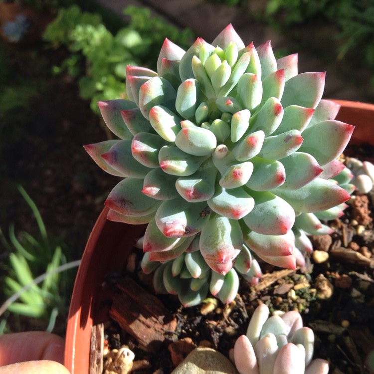 Plant image xSedeveria Blue Elf