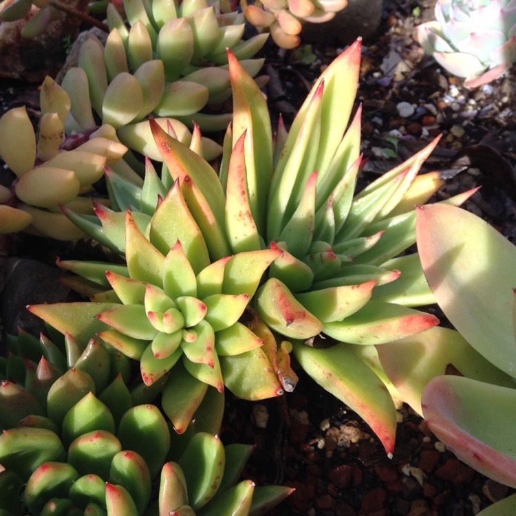 plant image 607313