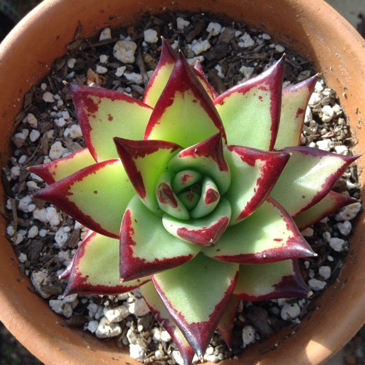 plant image 609524