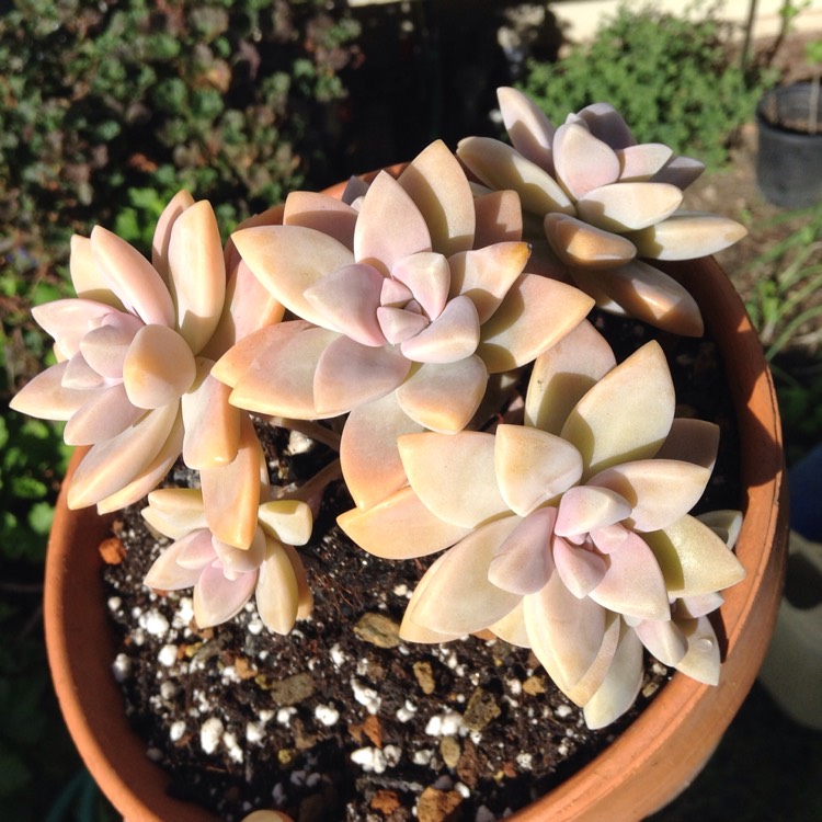 plant image 609525 plant image 609525