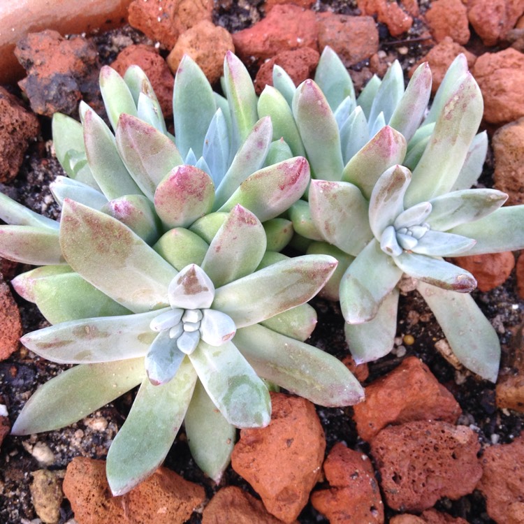 Plant image Dudleya farinosa