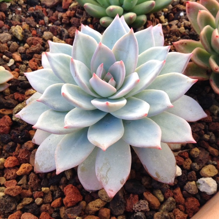 plant image 610100 plant image 610100