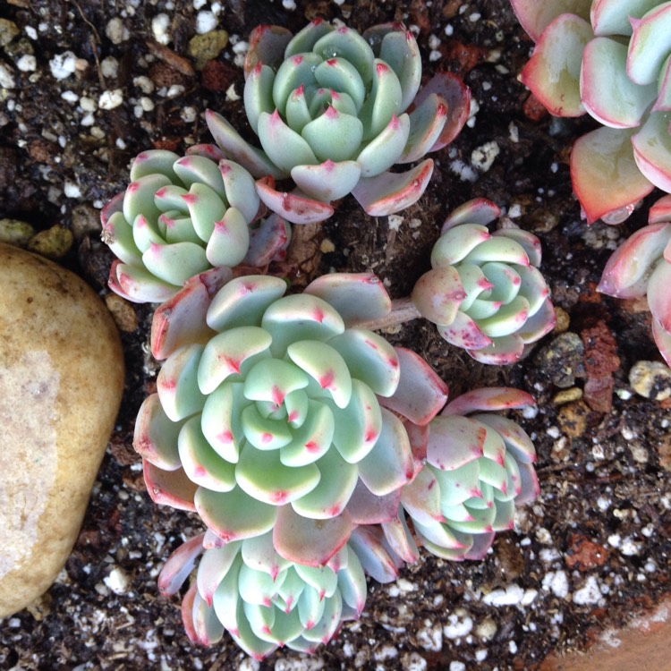 Plant image Echeveria Nanahook