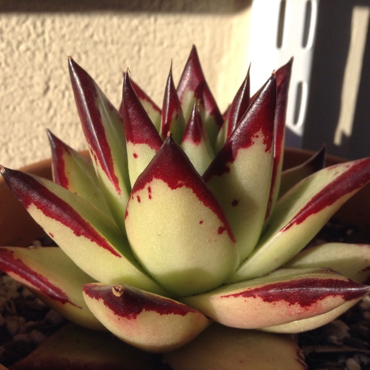plant image 616033
