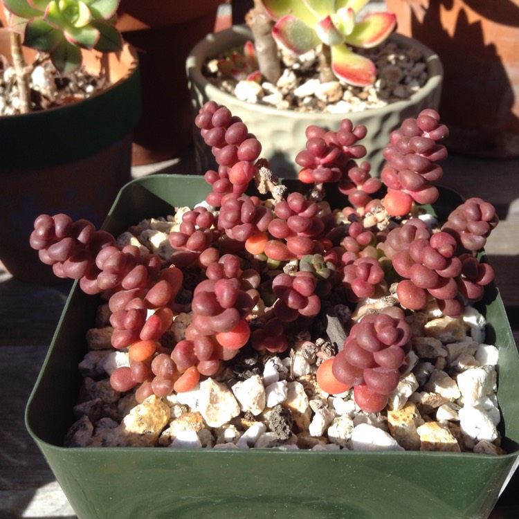 plant image 623700