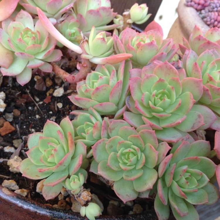 plant image 624101 plant image 624101
