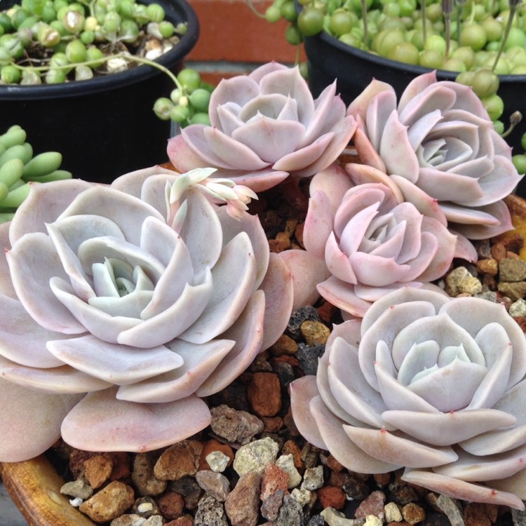 plant image 629043