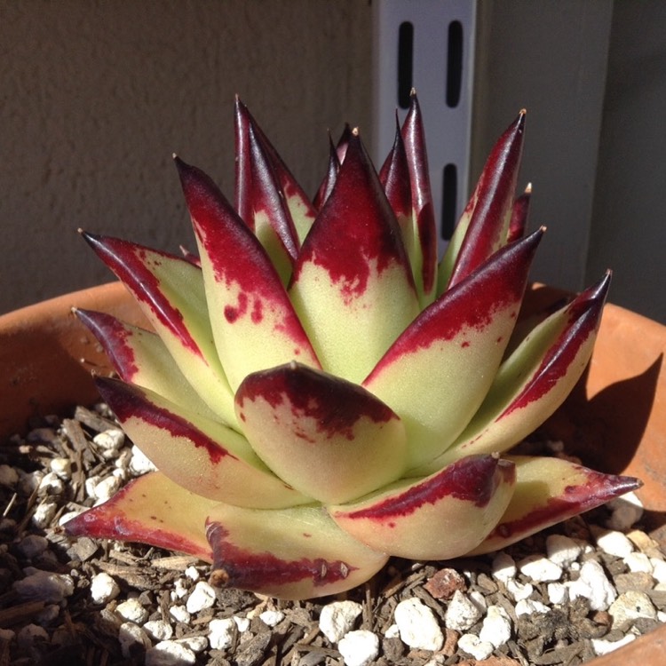 plant image 629252