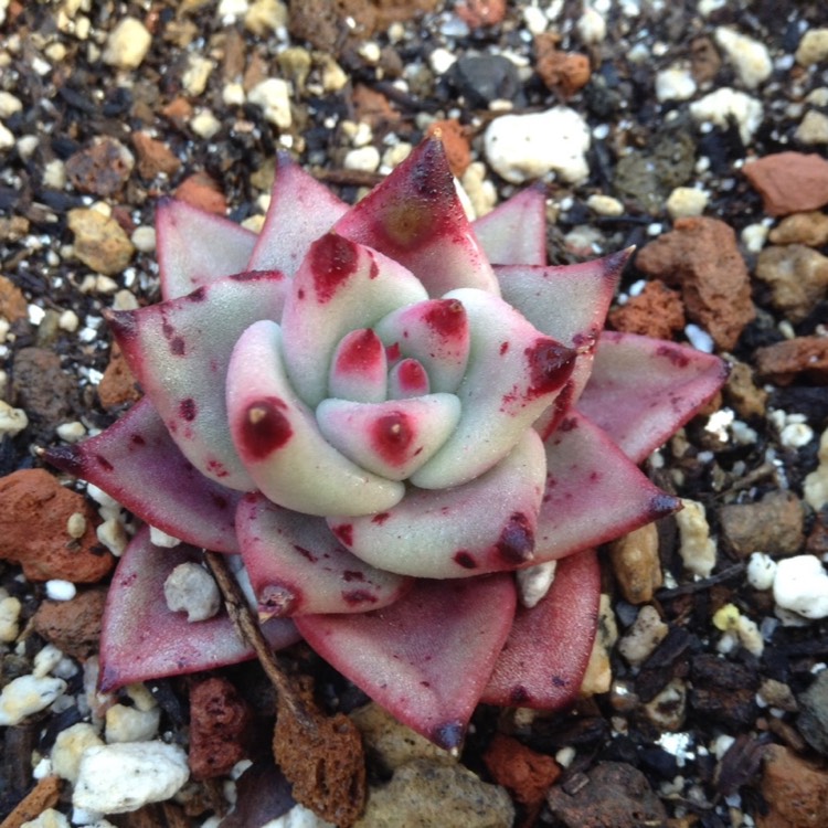Plant image Echeveria Agavoides Romeo