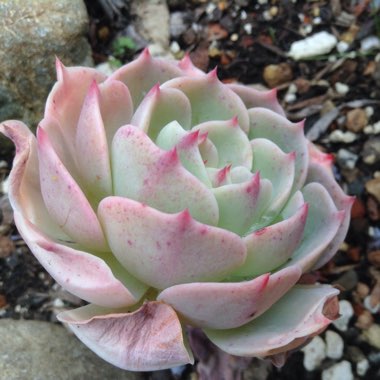 Echeveria Imbricata