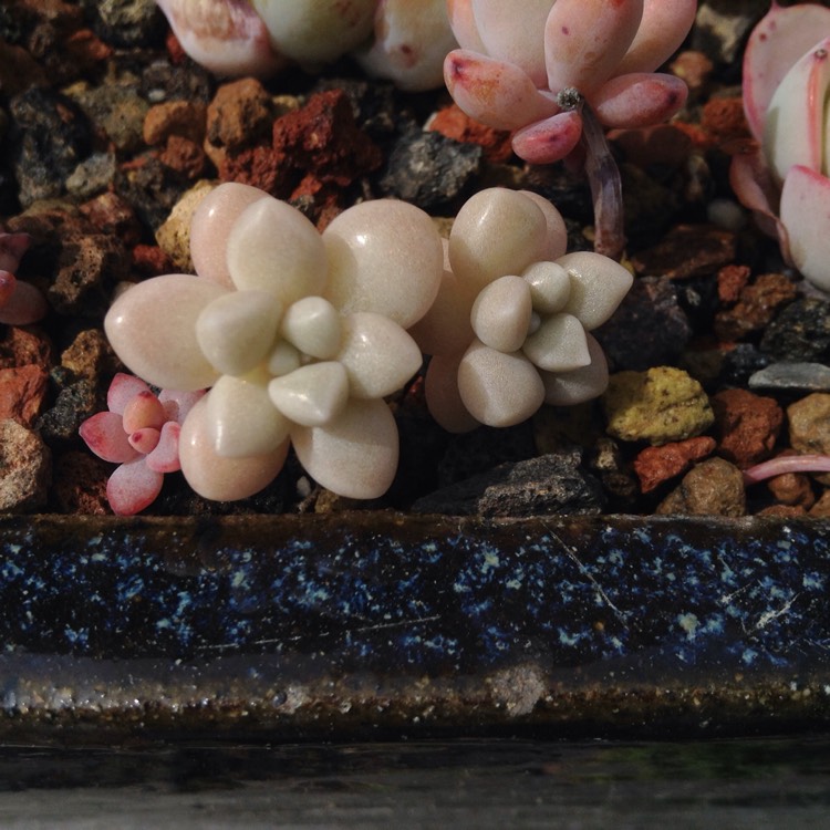plant image 636541
