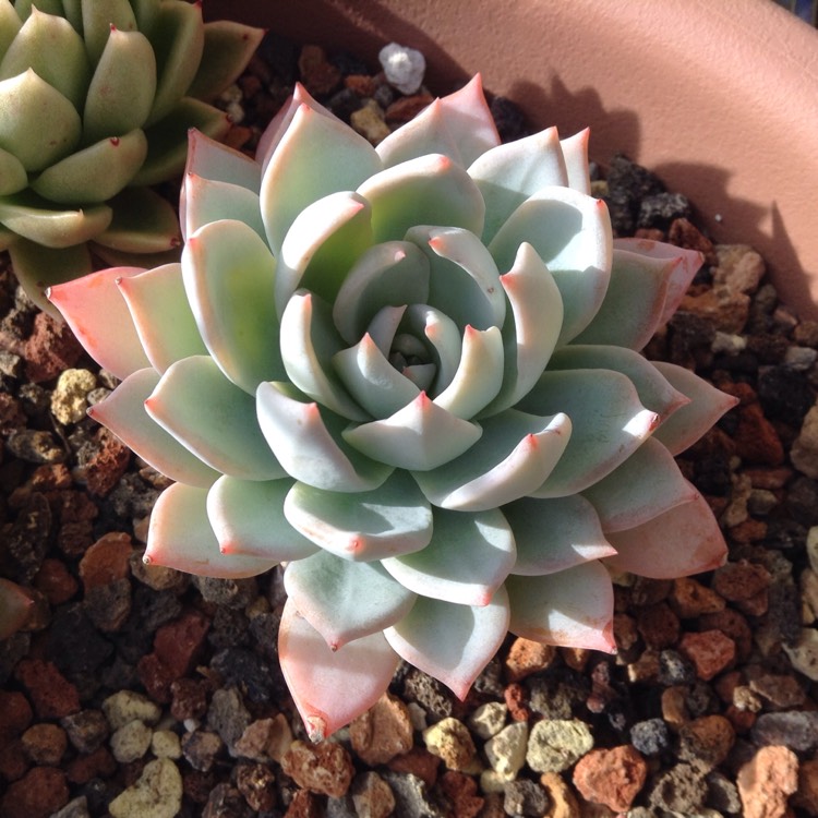 plant image 645460 plant image 645460