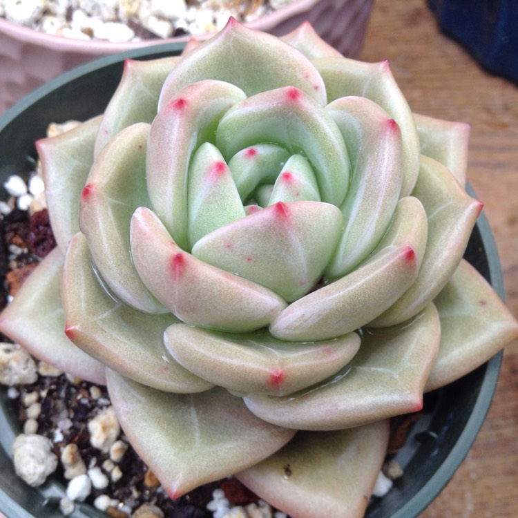 plant image 661893 plant image 661893