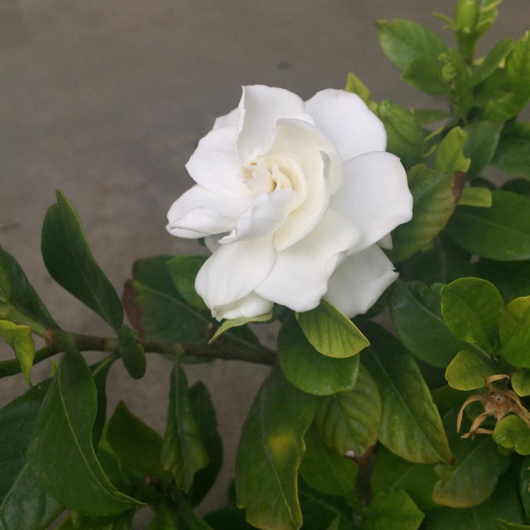 plant image 737778