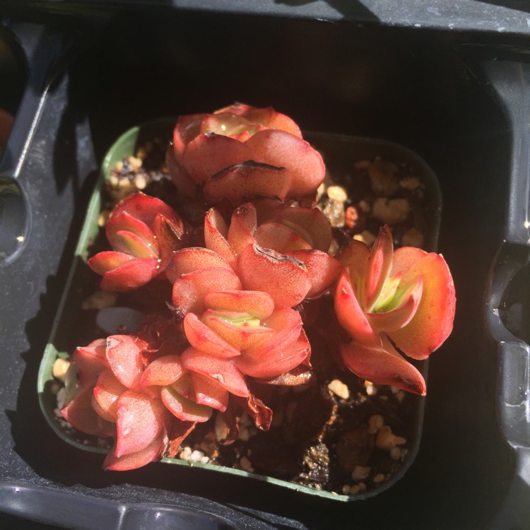 plant image 739881 plant image 739881