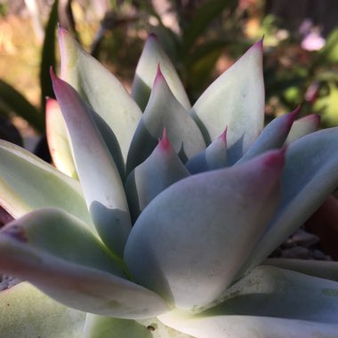 Echeveria Colorata