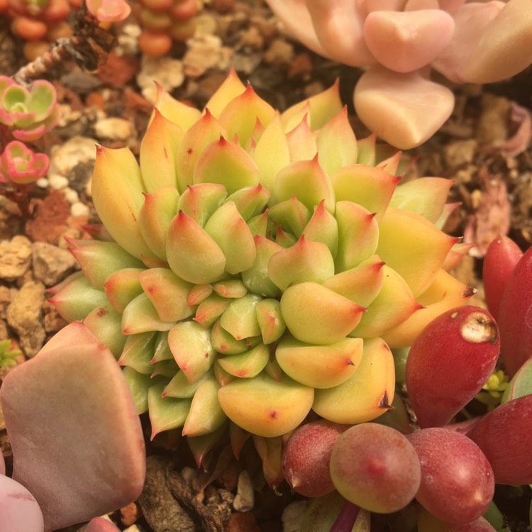 Plant image Echeveria Mebina