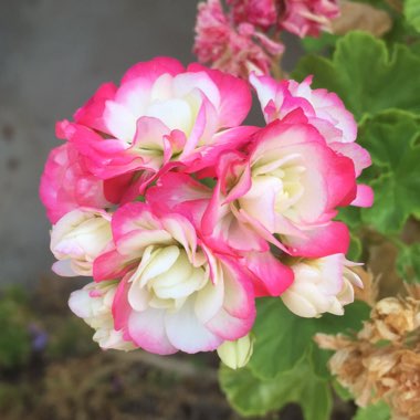 Pelargonium 'Dueapblo15' (Green Series) syn. Pelargonium 'Apple Blossom'