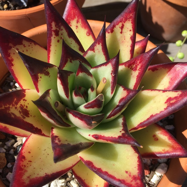 plant image 958023