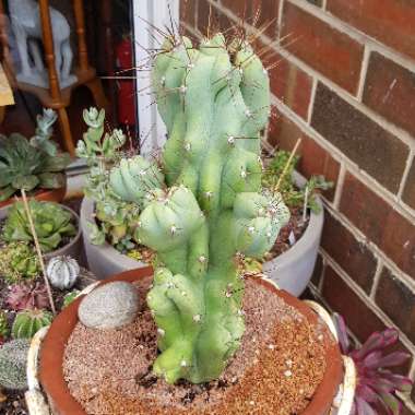 Cereus peruvianus 'Monstrosus'