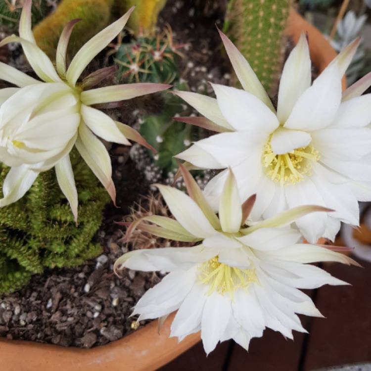 Plant image Echinopsis calochlora