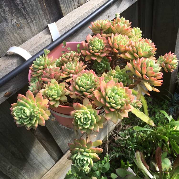 Plant image xSedeveria Maialen