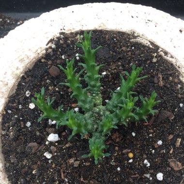 Euphorbia caput-medusae