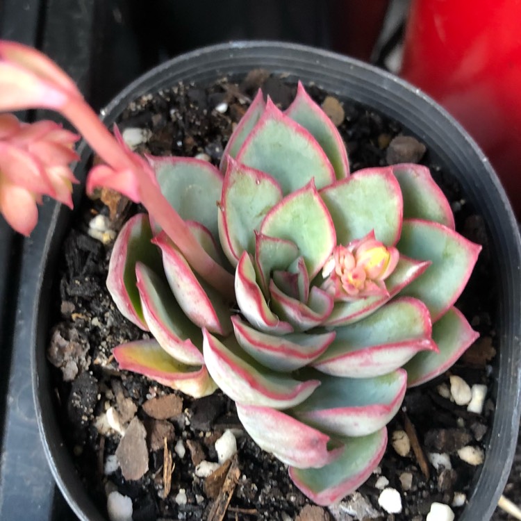 Plant image Echeveria Esther