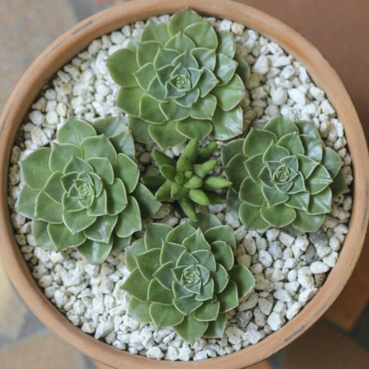 Plant image Tacitus Bellus syn.Graptopetalum Bellum