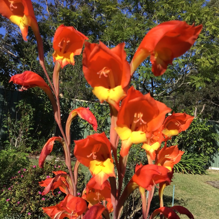 plant image 1043801