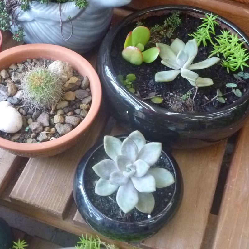 plant image 105727