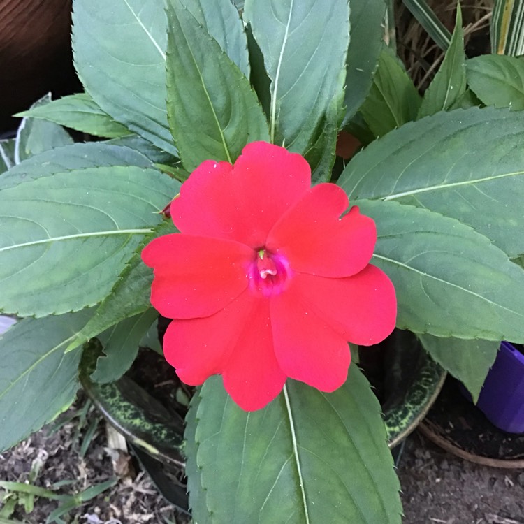 Plant image Impatiens hawkerii